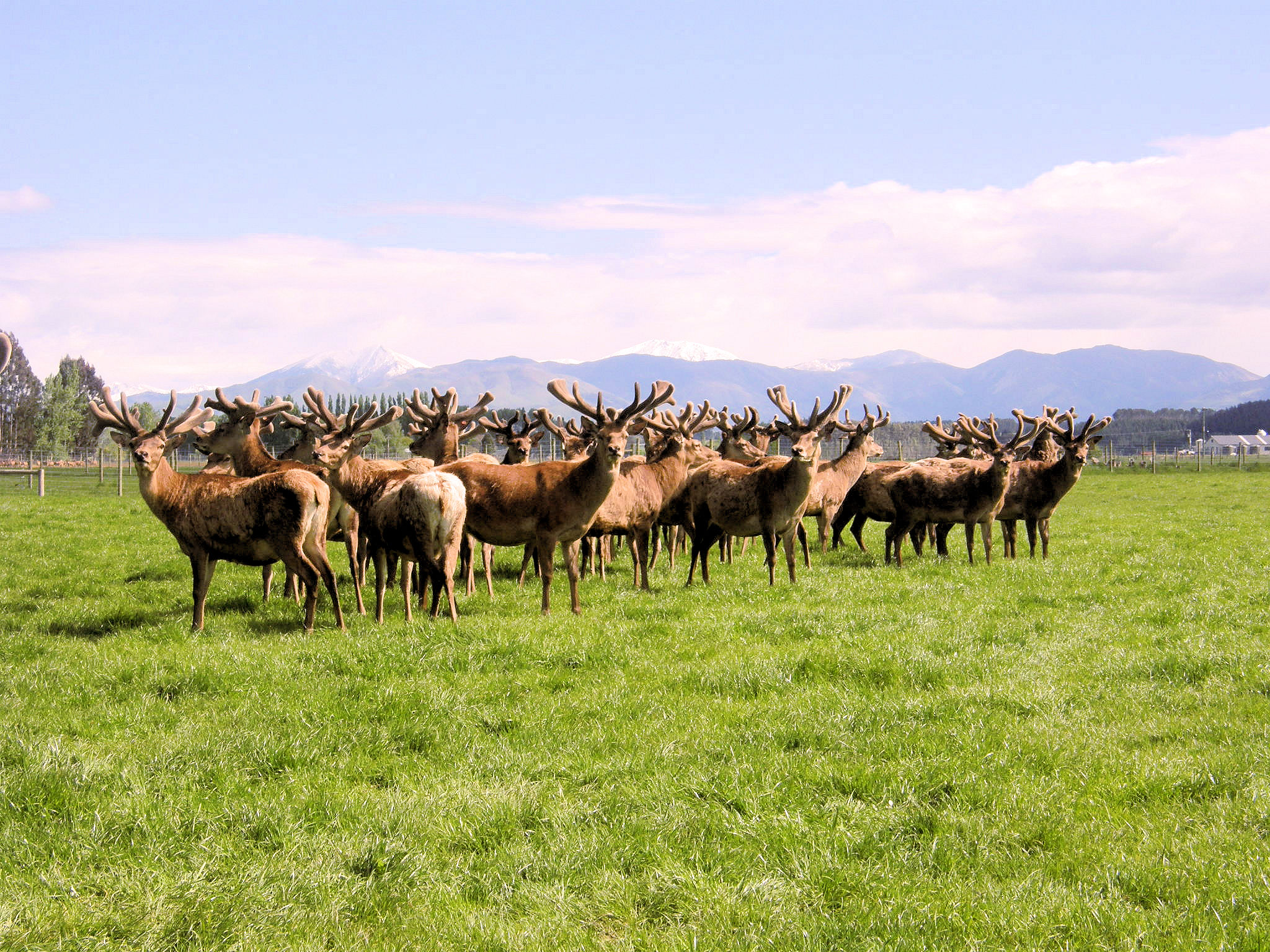 Altrive NZ Free Range Deer Farm