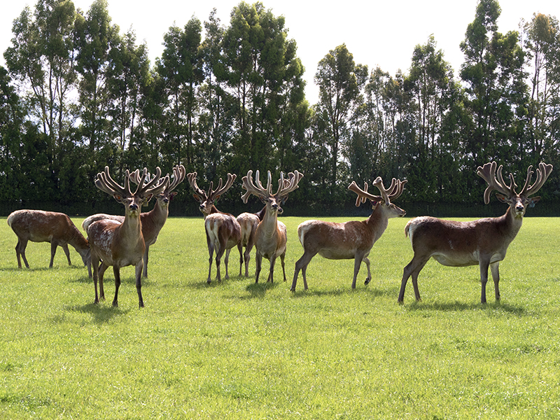 Altrive Grass Fed Deer Velvet