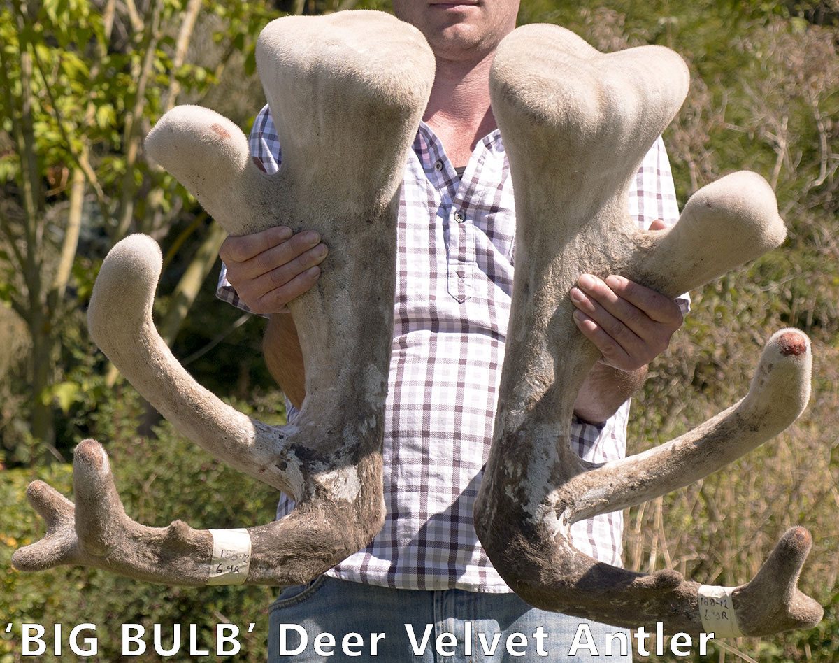 NutritiveZ™ 'Big Bulb' Deer Velvet Antler