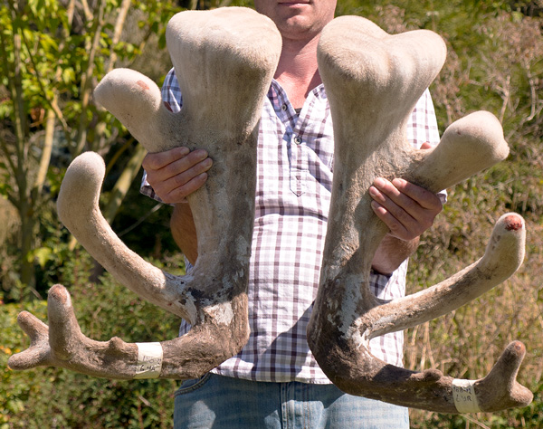 Atrive™ NZ 'Big-bulb' Deer Velvet Antler