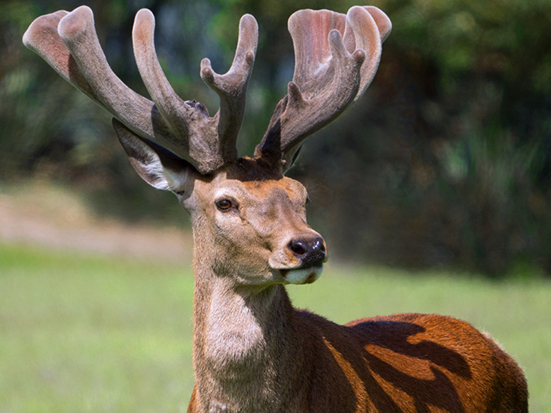 Altrive Superior Red Deer Species