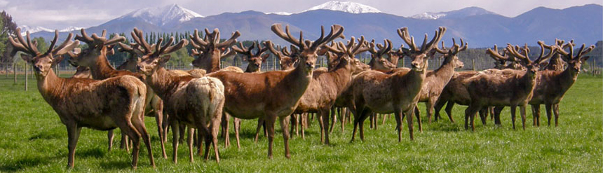 Altrive,deer stags and hinds are raised naturally. Altrive® Deer Farm never uses any GM feed, artificial feed nor growth hormones to foster growth, ever... 100% PURE, CLEAN & NATURAL DEER VELVET ANTLER