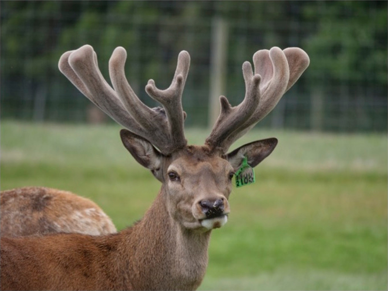 Altrive® 188-12 Stag Photo 1