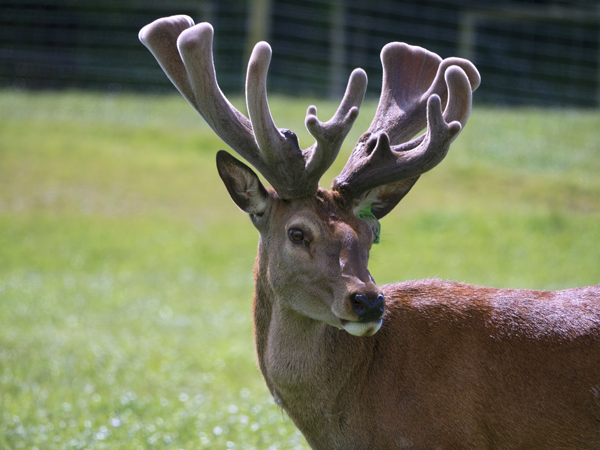 Altrive® 188-12 Stag Photo 2