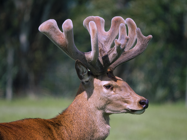 Altrive® 188-12 Stag Photo 4