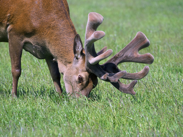 Altrive® 188-12 Stag Photo 9