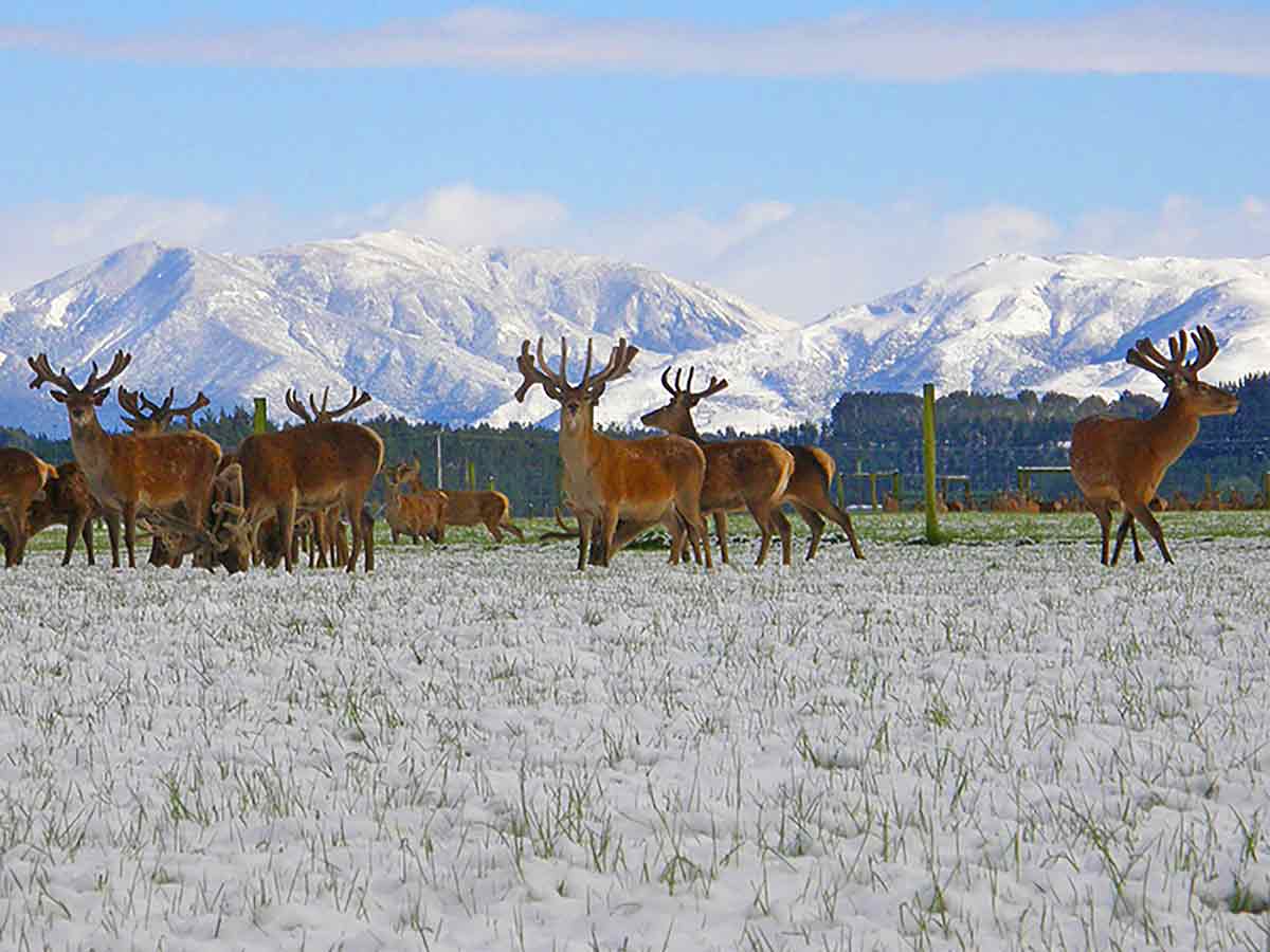 Altrive NZ Free Range Deer Farm in winter