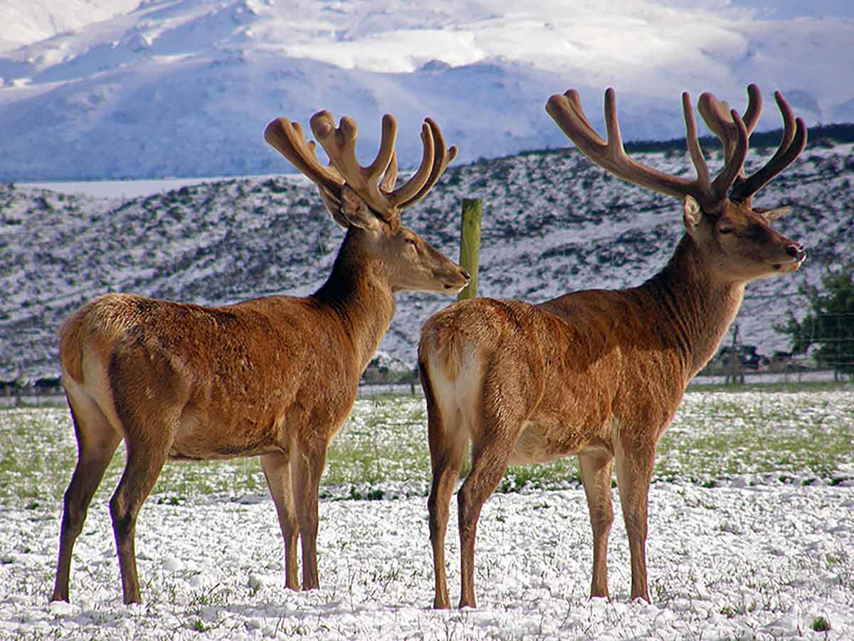 Altrive NZ Natural Healthy Fed Deer in winter