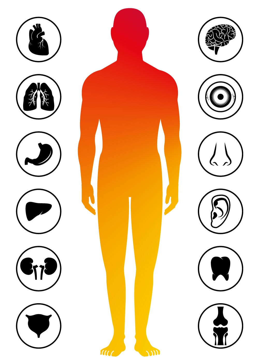 The human body is one holistic system. Various organs interact, cooperate and influence one another. To boost your overall health effectively, you must opt for a health supplement that supports your whole body holistically.