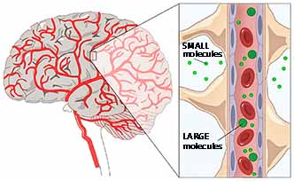 The nutrients of LIFEFORCE DVA+AX can penetrate through BBB to supply the brain with essential substances for cell regeneration and functioning!