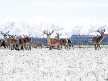 NutritiveZ™ Altrive® NZ Free Range Deer Farm in winter
