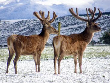 Altrive® NZ Natural Healthy Fed Deer in winter