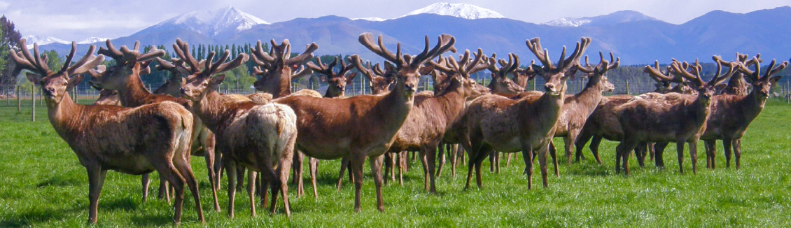 Altrive,deer stags and hinds are raised naturally. Altrive™ Deer Farm never uses any GM feed, artificial feed nor growth hormones to foster growth, ever... 100% PURE, CLEAN & NATURAL DEER VELVET ANTLER