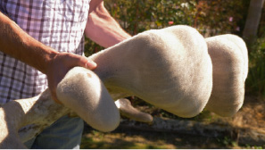 Altrive Deer Farm | SA Superior Grade NZ Big-bulb Deer Velvet Antler Close-up