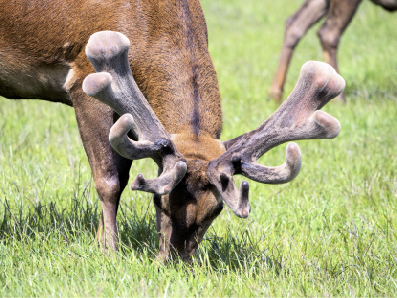 Altrive™ New Zealand Super A Grade Deer_Velvet Champion Stag