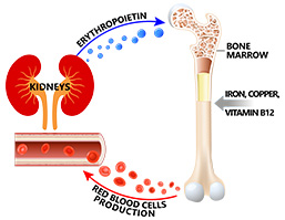Blood transports oxygen, nutrients, hormones & proteins necessary for metabolism to the cells of the whole body. Kidneys produce erythropoietin, which stimulates the bone marrow to accelerate blood production (red blood cells & hemoglobin). Therefore poor kidney function can impair the health of all organs & cause various diseases.