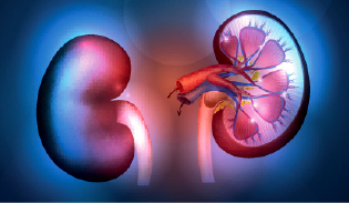 Medical studies have confirmed that deer velvet and astaxanthin capsules help kidney function can affect immune response, cardiovascular, central nervous system, circulatory system, bones & joints, muscles, skin, libido and fertility.