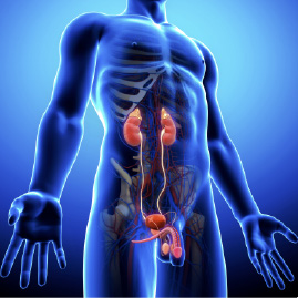 According to the ancient Chinese "Yellow Emperor’s Internal Classic", a man’s kidney energy begins to weaken at the age of 39 and at 47 years old his yang (male) energy is exhausted.