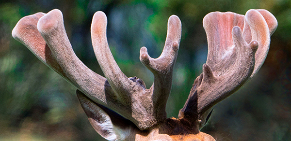 Deer outlet antlers velvet