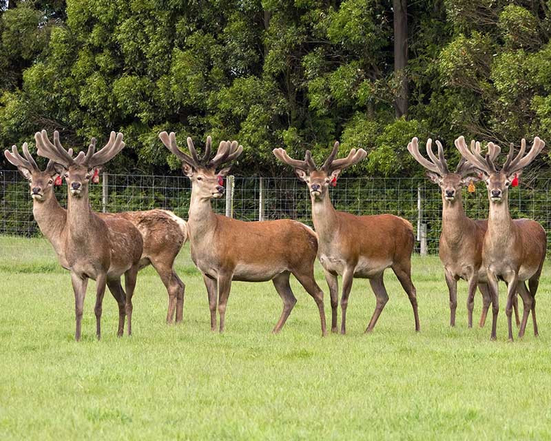 The combination of deer velvet antler + astaxanthin is unique and delivers comprehensive health benefits.
