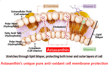 AstaReal® Astaxanthin is a pure antioxidant which is exceptionally safe and stable even when subjected to enormous amount of stress from environmental factors and free radicals. Beaware that other antioxidants, such as Beta Carotene, CoQ10, Cumin, Zeaxanthin, Vitamin E, C, D and Selenium can turn pro-oxidant under pathologic conditions and actually cause cell damage / adversely harm your health.
