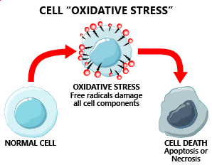 OXIDATIVE STRESS caused by chronic inflammation is a common reason for CLGI. CLGI most often occurs following a viral infection (e.g. Covid, influenza & herpes viruses). Studies have reported that individuals with LONG COVID show elevated levels of inflammatory cytokines. Oxidative stress is also a main contributor to DNA damage and apoptosis (cell death), leading to organ damage and various serious health problems (e.g. Alzheimer's disease, diabetes, high blood pressure, atherosclerosis & stroke).